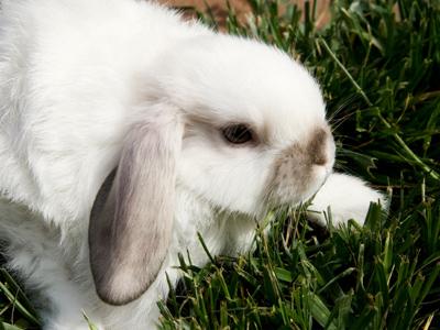Vocabulary 24 - Words Related to Animals