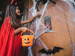 Child knocking on door at Halloween