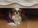 A small dog under a bed