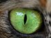 Animals - Our Senses