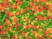 Vegetables - Vegetables 3