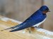 British Birds - Martins, Swallows, Pipits and Wagtails